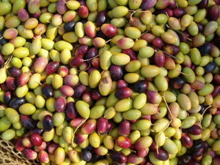 Ricetta Olive in salamoia